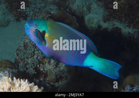 Perrotfish Bullethead (Chlorurus sordidus) di notte. Sito di immersione House Reef, Mangrove Bay, El Quesir, Mar Rosso, Egitto Foto Stock