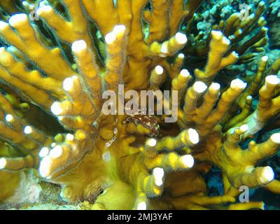 Un dragonhead giallo-macchia, scorfani (Sebastapistes cyanostigma) nel suo nascondiglio, un corallo di fuoco netto (Millepora dichotoma) . Sito di immersione Casa Foto Stock