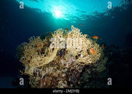 Corallo di fuoco netto (Millepora dichotoma) nella retroilluminazione. Sito di immersione House Reef, Mangrove Bay, El Quesir, Mar Rosso, Egitto Foto Stock