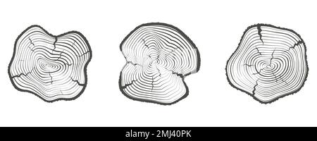 Alberi anelli tronchi di legno. Cerchi la struttura annuale del moncone e cerchi di topografia. Set di sezioni di legno di contorno. Vettore Illustrazione Vettoriale
