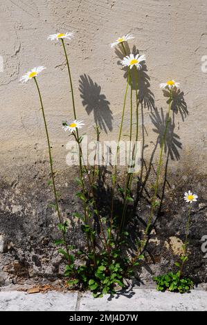 Margherita dell'occhio di bue (Leucanthemum vulgare) (SYN. L. ircutianum) Foto Stock