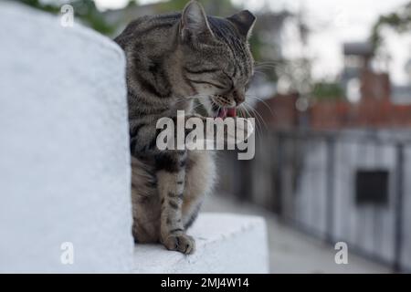 Gatto a righe grigie. un gatto di strada lecca la sua pelliccia. Il gatto lava il viso e le zampe Foto Stock