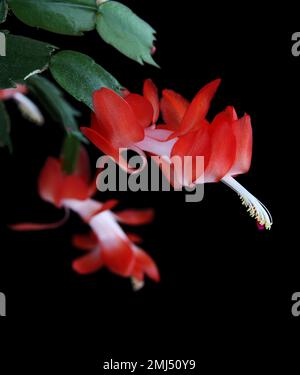 Fiore di cactus di Natale su sfondo nero con spazio per il testo Foto Stock