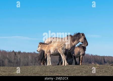 Mandria di cavalli Konik selvatici sul pascolo in Lettonia Foto Stock