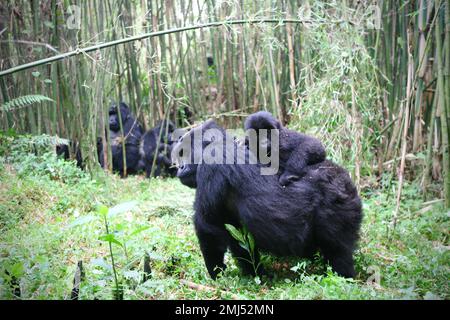 Montagna Gorilla madre e gorilla bambino (Gorilla beringei beringei) Parco Nazionale dei Vulcani, Ruanda Foto Stock