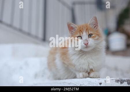 Giovane gatto rosso-bianco con un naso rosa su una strada cittadina. Gatto dalla testa rossa Foto Stock