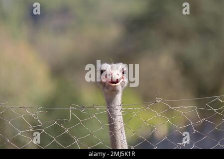 La testa di uno struzzo con un becco aperto. Uno struzzo comune (Struthio camelus) si trova dietro una recinzione in rete metallica, la faccia e il collo di uno struzzo vicino- Foto Stock