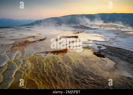 Sorgente erbosa alle terrazze di Mammoth superiore nel Parco Nazionale di Yellowstone. Foto Stock