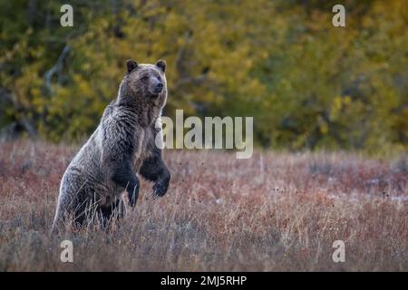 Grizzly Bear (femmina) vicino a Pebble Creek nel Grand Teton National Park, Wyoming, USA. Foto Stock