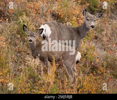 Mule cervi e giovani nel Parco Nazionale di Yellowstone. Foto Stock