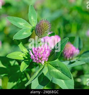 Trifoglio rosso fiorito, Trifolium pratense, primo piano Foto Stock