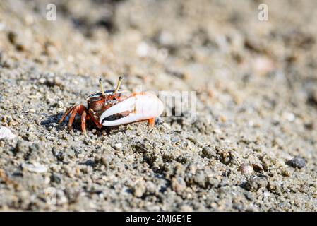 Granchi Fiddler, granchi fantasma rosso arancio piccolo granchio maschio di mare colorato. Un artiglio è più grande e usato per ondeggiare e agire come un'arma in battaglia. fauna selvatica più vitale Foto Stock