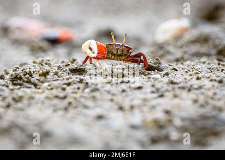 Granchi Fiddler, granchi fantasma rosso arancio piccolo granchio maschio di mare colorato un artiglio è più grande usato per ondeggiare e agire come un'arma in battaglia stile di vita selvatico AN Foto Stock