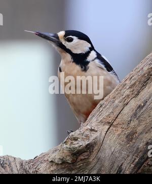 Picchio grande spottato femmina su un tronco di albero nel Cotswold Hills Gloucestershire Regno Unito Foto Stock