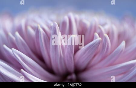 Macro fotografia di una daliah rosa tenue dal lato, sfondo azzurro chiaro, orizzontale Foto Stock