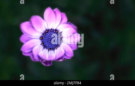 macro immagine di un capo marguerite viola con sfondo verde scuro sfocato, spazio copia, spazio negativo Foto Stock