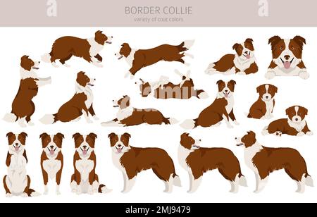 Bordo collie cane clipart. Set di tutti i colori del mantello. Infografica sulle caratteristiche di tutte le razze di cani. Illustrazione vettoriale Illustrazione Vettoriale