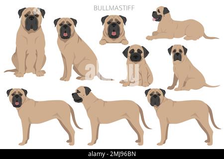 Clip per cani Bullmastiff. Set di tutti i colori del mantello. Infografica sulle caratteristiche di tutte le razze di cani. Illustrazione vettoriale Illustrazione Vettoriale