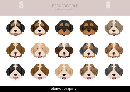 Bernedoodle ibrido clipart. Set di tutti i colori del mantello. Posizione diversa. Infografica sulle caratteristiche di tutte le razze di cani. Illustrazione vettoriale Illustrazione Vettoriale