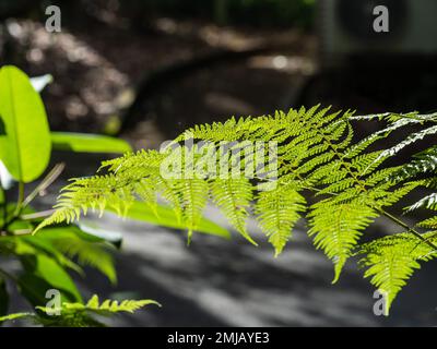Bellissime foglie di felce verde delicate e lacy, evidenziate dalla luce del sole su uno sfondo grigio scuro Foto Stock