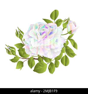 Rosa multicolore e germogli su uno sfondo bianco vintage vettore botanico illustrazione modificabile mano disegno Illustrazione Vettoriale