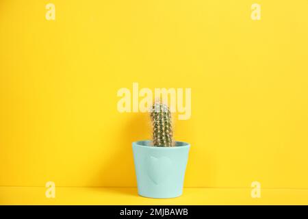 Bellissimo cactus su sfondo giallo. Pianta tropicale Foto Stock