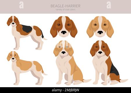 Beagle Harrier tutti i colori clipart. Diversi colori e pose del mantello. Illustrazione vettoriale Illustrazione Vettoriale