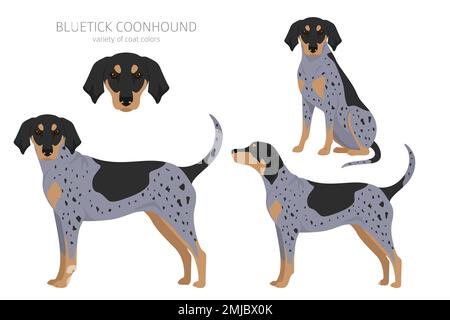 Bluetick coonhound clipart. Diversi colori del cappotto e set di pose. Illustrazione vettoriale Illustrazione Vettoriale