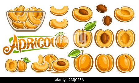 Set albicocca Vector, banner orizzontale con collezione lotto di illustrazioni ritagliate frutta natura morta composizione, albicocche dolci mature tritate in vetro Illustrazione Vettoriale