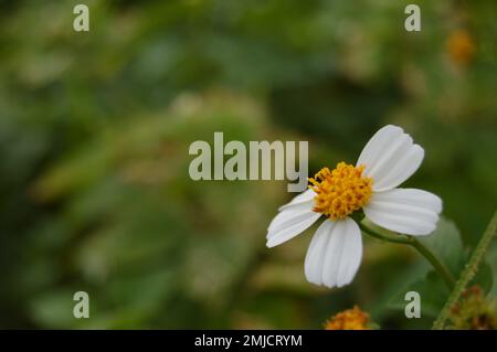 Fiore Biden pilosa con fondo bokeh. La gente locale indonesiana di solito la chiama Ketul. Fiore spagnolo ago. Foto Stock