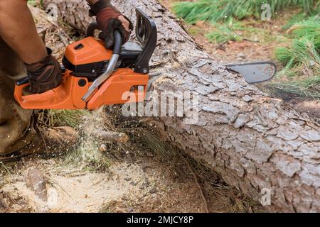 Un dipendente di tagli albero con motosega durante il processo di taglio alberi, con conseguente distruzione delle foreste Foto Stock