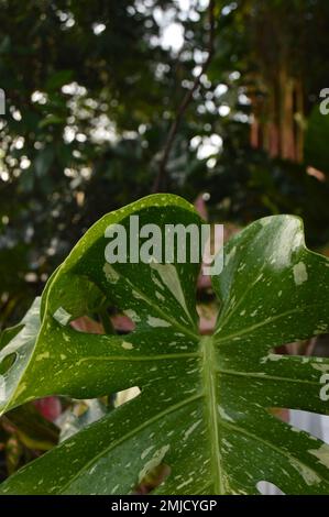 ritratto della costellazione monstera deliziosa tailandese con sfondo bokeh. Foto Stock