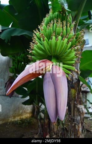 Giovane banana frutta e banana fiore ancora appeso all'albero. Frutta fresca verde giovane, fiori di banana rosa-rosso fresco, o la gente locale ha detto cuore banana Foto Stock