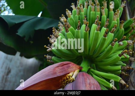 Giovane banana frutta e banana fiore ancora appeso all'albero. Frutta fresca verde giovane, fiori di banana rosa-rosso fresco, o la gente locale ha detto cuore banana Foto Stock