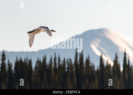 I cigni trombettieri e tundra migranti visti nella stagione primaverile durante il loro volo verso l'artico settentrionale, il Mare di Bering, l'Alaska. Preso in territorio di Yukon, PUÒ Foto Stock