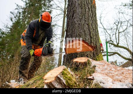 Un lumberjack professionale che taglia giù un albero pericoloso vicino ad una strada pubblica. Polonia. Foto Stock