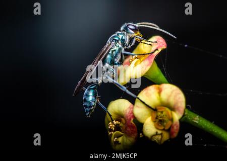 Una vespa di fango blu (Chalibion californium) su Euphorbia milii fiore e hanno polline sulla faccia, Insect macro shot in Thailandia. Foto Stock