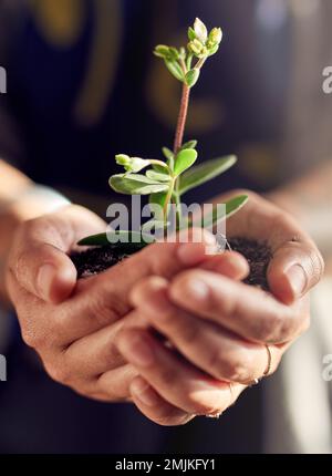 Nutrire una nuova vita. Colpo di primo piano di una donna che tiene una piantina. Foto Stock