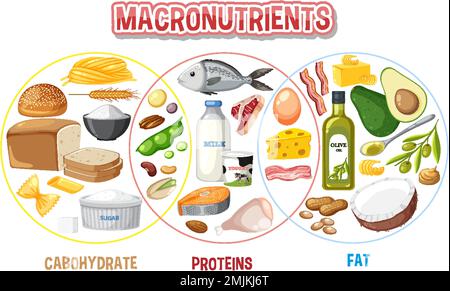 Principali gruppi alimentari macronutrients vettore illustrazione Illustrazione Vettoriale