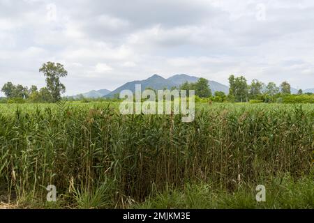 Il Wetland di Nam Sang Wai, Una popolare destinazione ricreativa a Hong Kong. Foto Stock