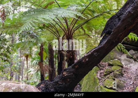 Un tronco di albero Charred di fronte a 4 Cyathea cooperi (Australian Tree Fern) ... Una felce ad albero alta ed elegante, in rapida crescita, a canale singolo con lunga sprea Foto Stock