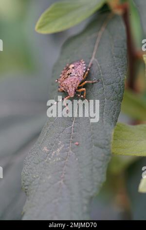 Particolare primo piano naturale su uno schermo da chiazze per adulti, Rhaphigaster nebutilosa seduta su una foglia verde Foto Stock