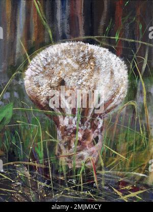 Palla di fucile allungata - palla di fucile a pera - fungo commestibile Foto Stock