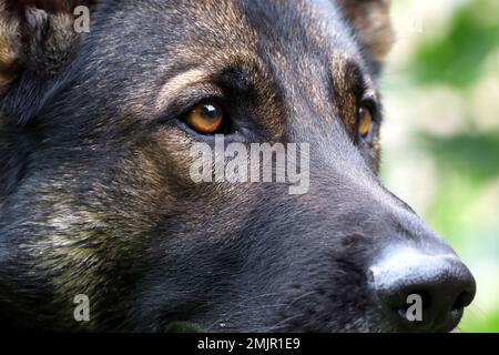 Il cane pastore tedesco equilibrato nella sua immagine carattere, non nervoso, sicuro di sé, assolutamente disinibito e (senza stimolo) completamente buona-na Foto Stock