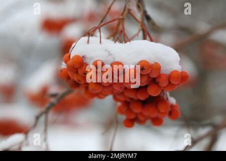 Bacche di cenere di montagna sotto la neve nel giardino Foto Stock