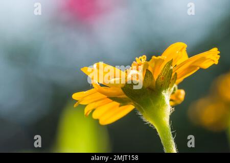 Macro shot di un bel primo piano di un fiore giallo brillante in un giardino estivo a Mumbai, India. Foto Stock