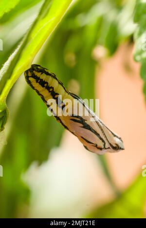 Macro shot di un bellissimo primo piano di un simpatico pupa della Tawny Coster Butterfly in un giardino estivo a Mumbai, India. Foto Stock