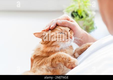 L'uomo sta coccolando carino zenzero gatto. Amante dei gatti, soffice animale domestico e pianta della casa sul davanzale. Animali domestici a casa. Foto Stock