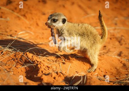 Meerkat baby (Suricata suricatta) mangiare e corre con uno scorpione in bocca. La coda dello scorpione è sospesa. Kalahari, Sudafrica Foto Stock
