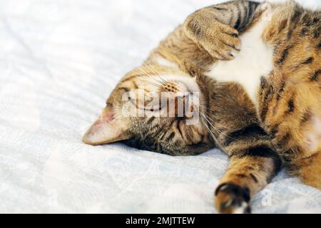 Gatto che dorme capovolto sul letto. Foto Stock